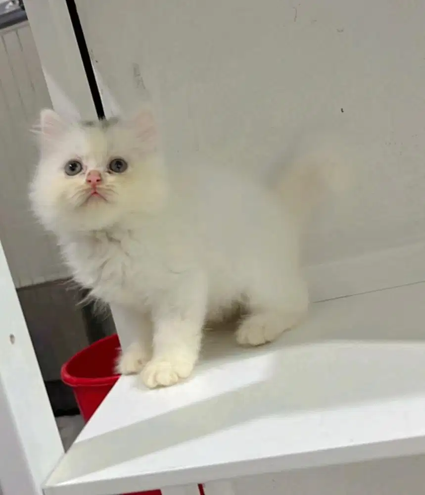 kitten persia Ns longhair betina
