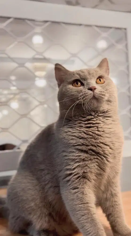 British Short hair (BSH) Lilac Jantan 11 bulan