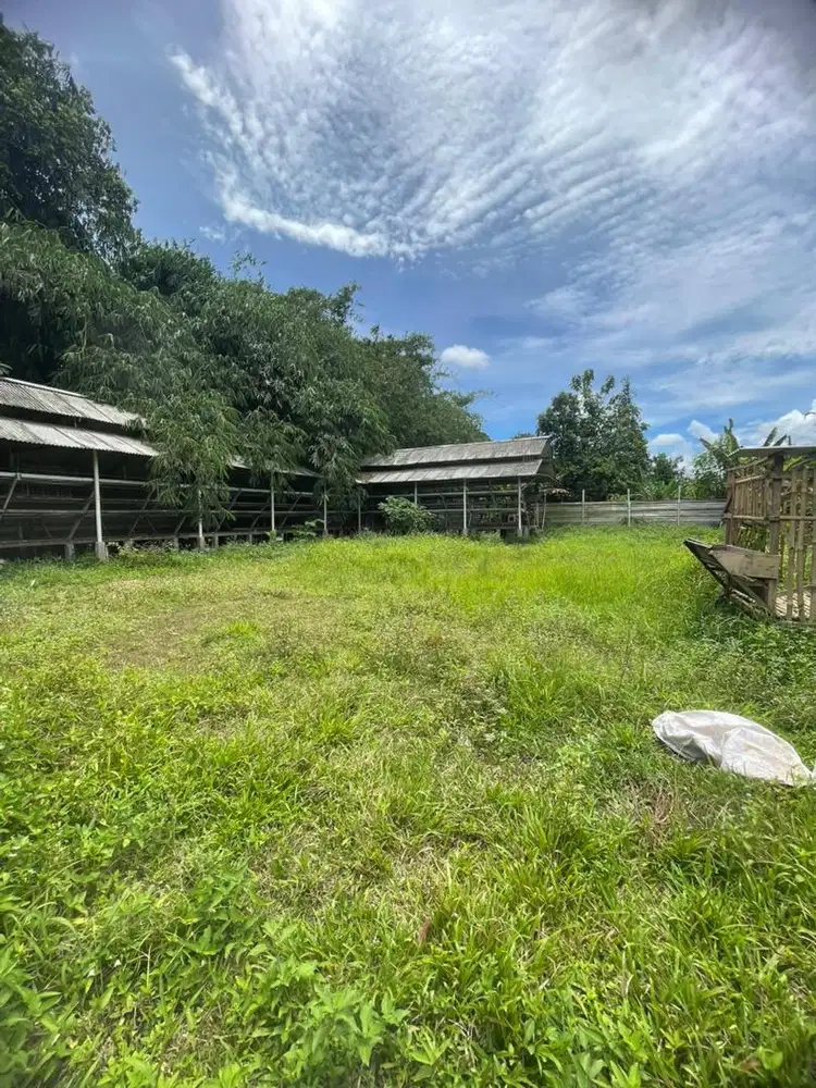 TANAH UNTUK USAHA PETERNAK AYAM ATAU AYAM TELUR