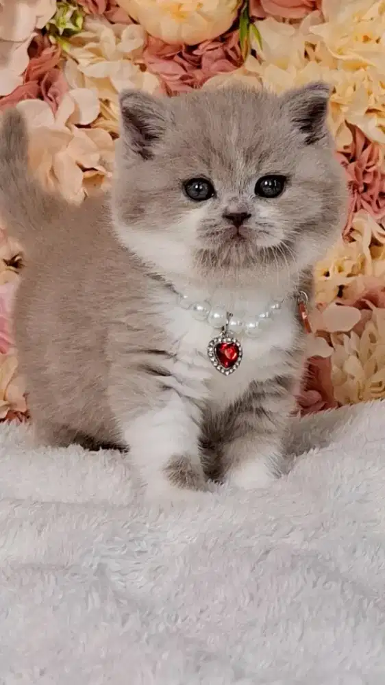 KUCING BRITISH SHORTHAIR