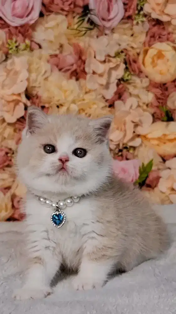 KUCING BRITISH SHORTHAIR BSH