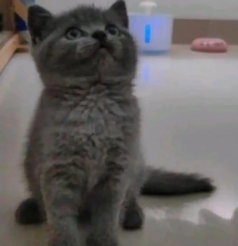 Kucing kitten British fmale