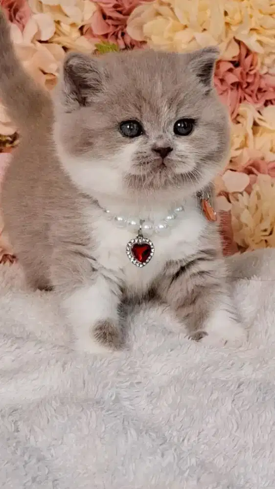 Kucing Kitten BSH British Shorthair