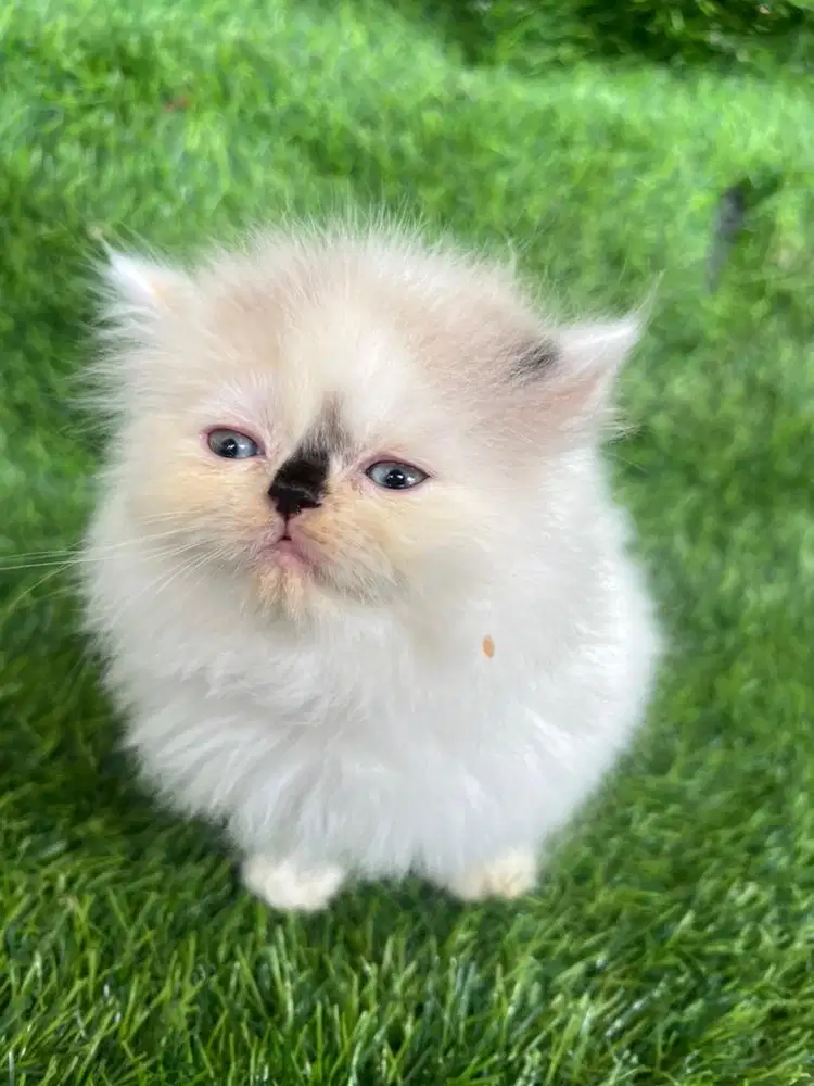 kucing persian flatnose agak pesek