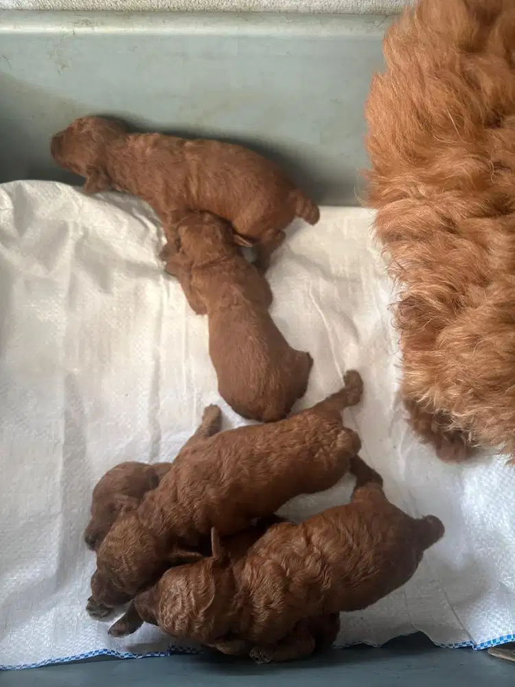 Super red toy poodle sz kecil open booking