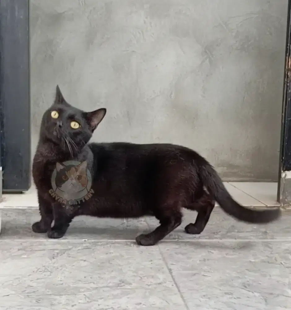 Lepas adop muchkin ..