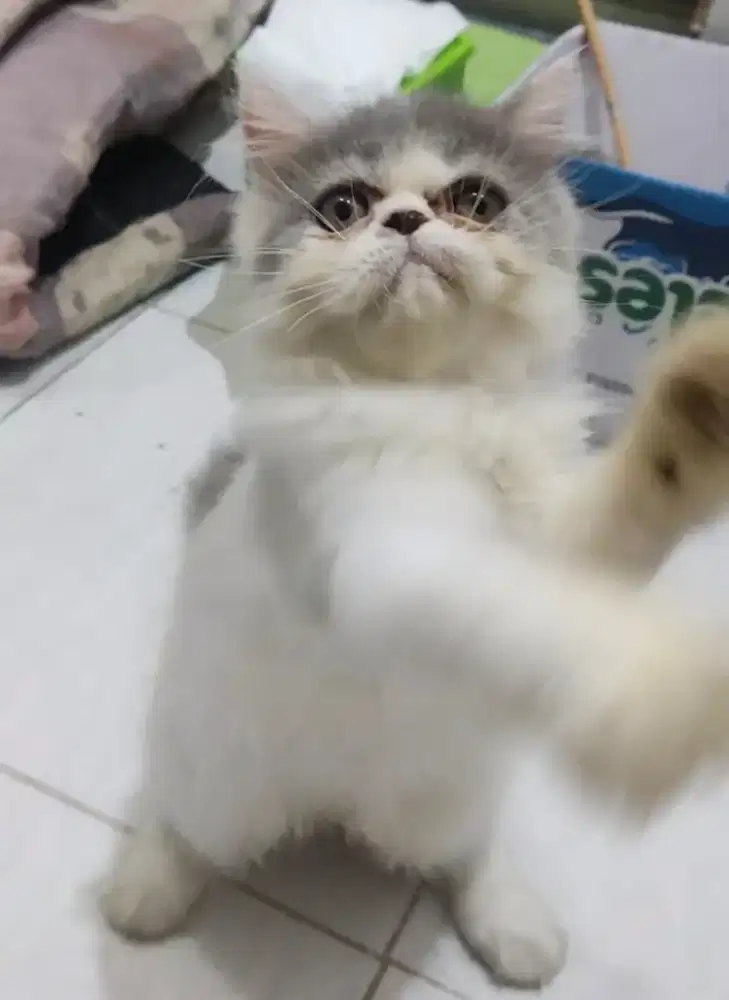 kucing betina Peaknose usia 5 bulan. siap kawin