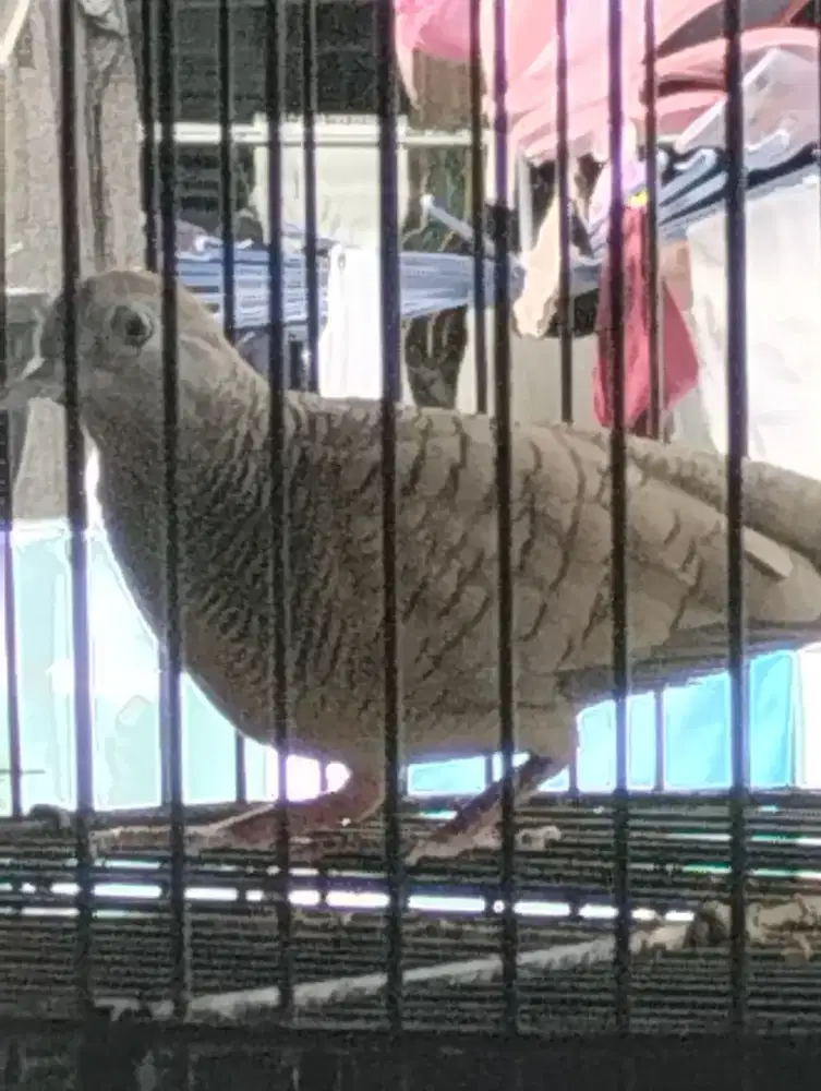 Perkutut silver burja