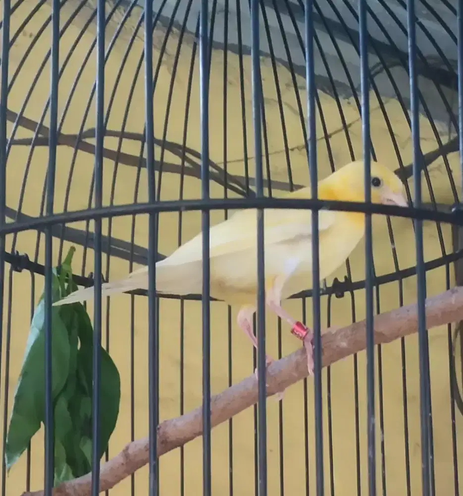 Kenari paut jantan positif ngeriwik