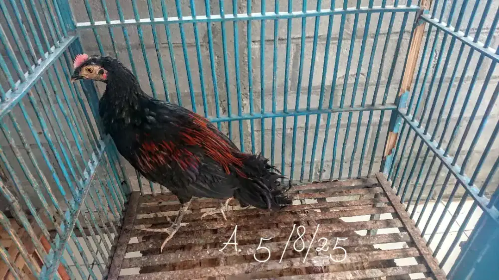 Ayam Bekisar Umur 5 Bulan