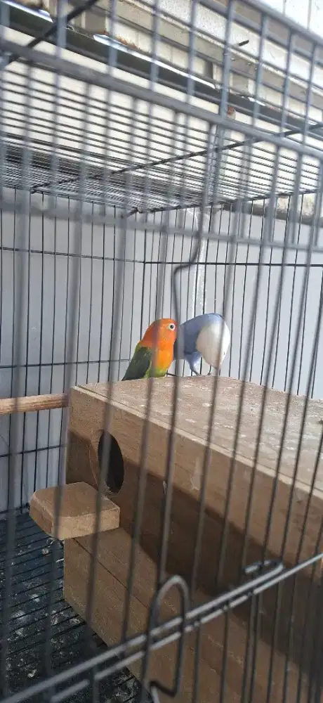 Lovebird jodoan baru