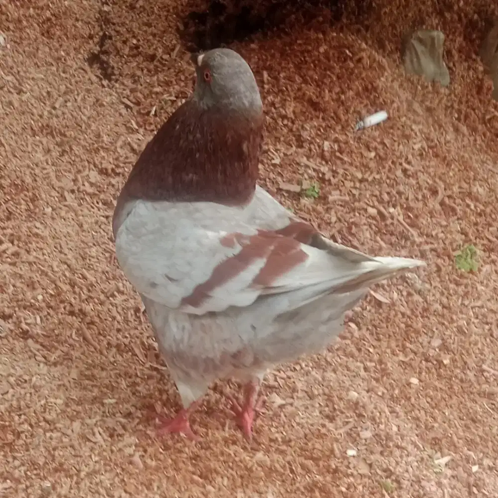 Merpati showking sepasang indukan