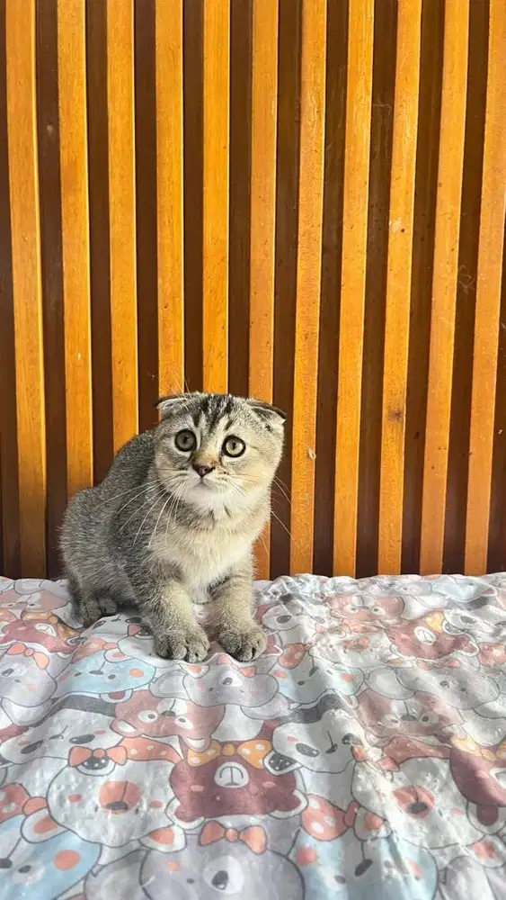 Scottish fold triple