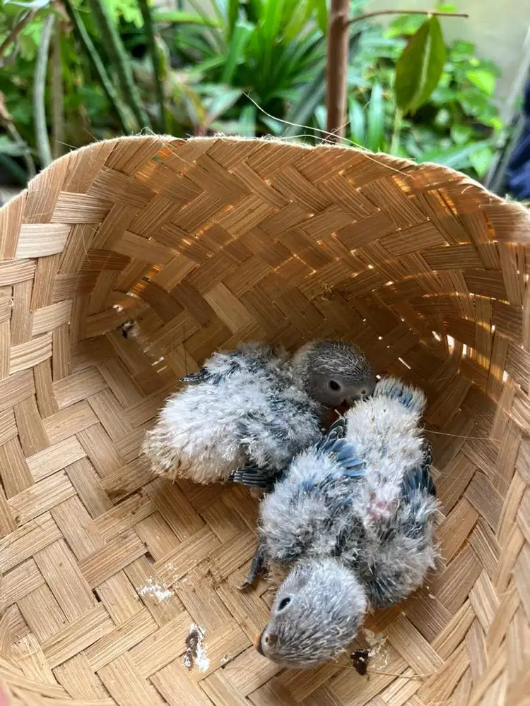 LOLOHAN LOVEBIRD NONKLEP