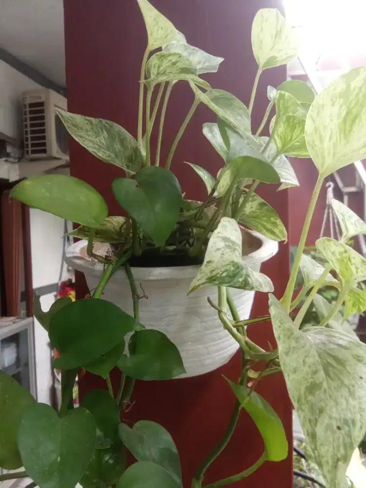 DI JUAL BUNGA HIAS HIDUP