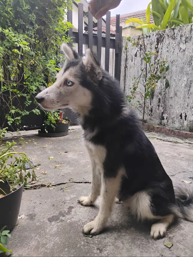 Jual anjing husky betina