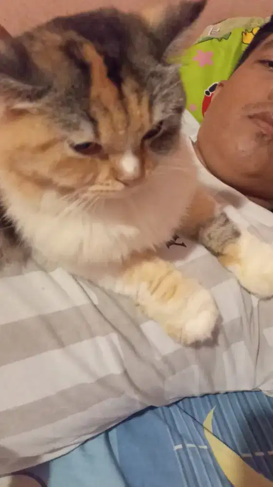 Kucing lucu dan imut