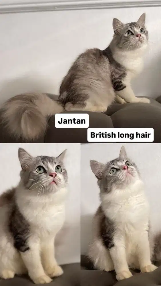 Kitten jantan british long hair