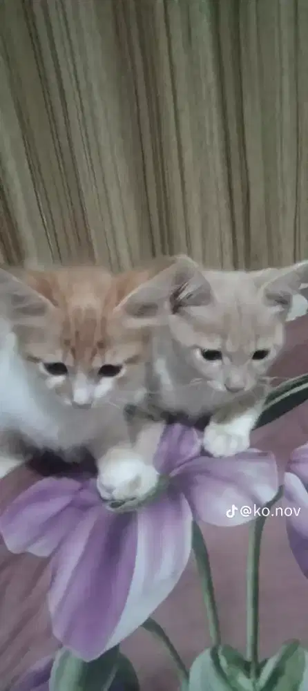 Cari kerjaan art yg bisa PP