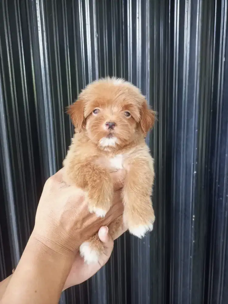 Puppy Maltepoo Jantan