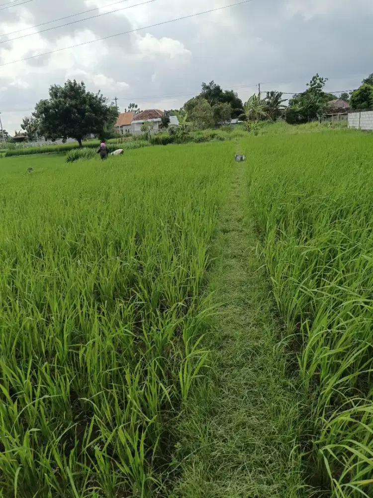 tanah sawah di wiyoro
