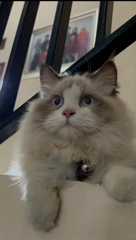 Kucing ragdoll jantan