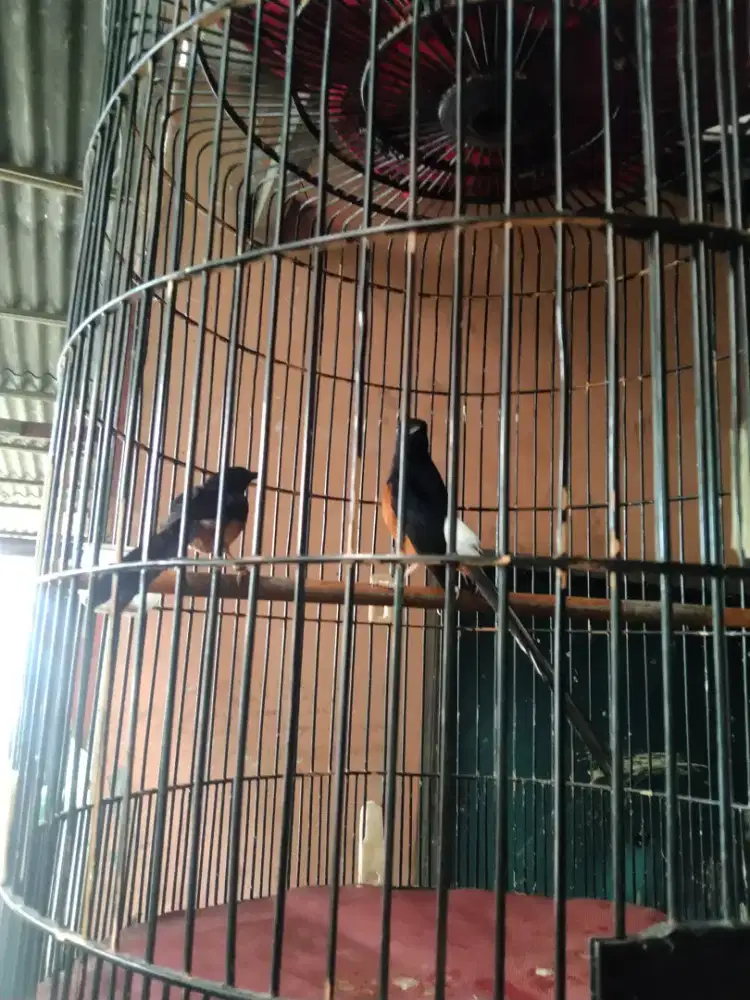 Sepasang murai jodohan siap lanjut ternak