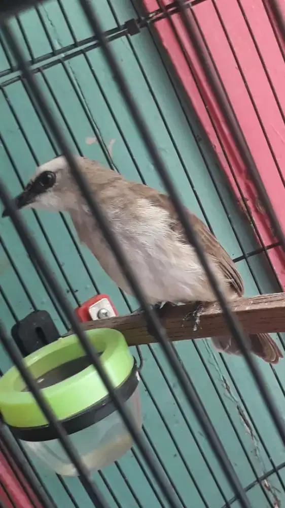 Burung trucuk lokal bahan jantan jinak gak gerabak