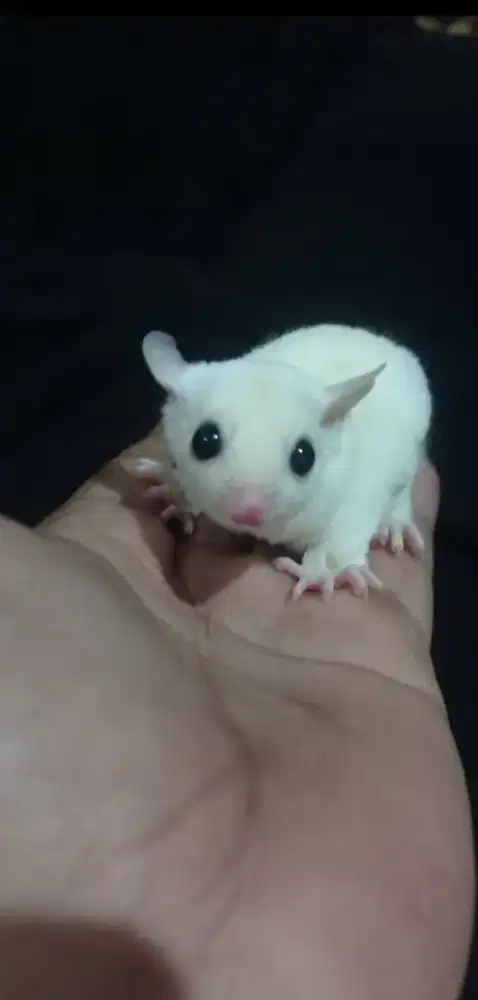 Sugar glider wf