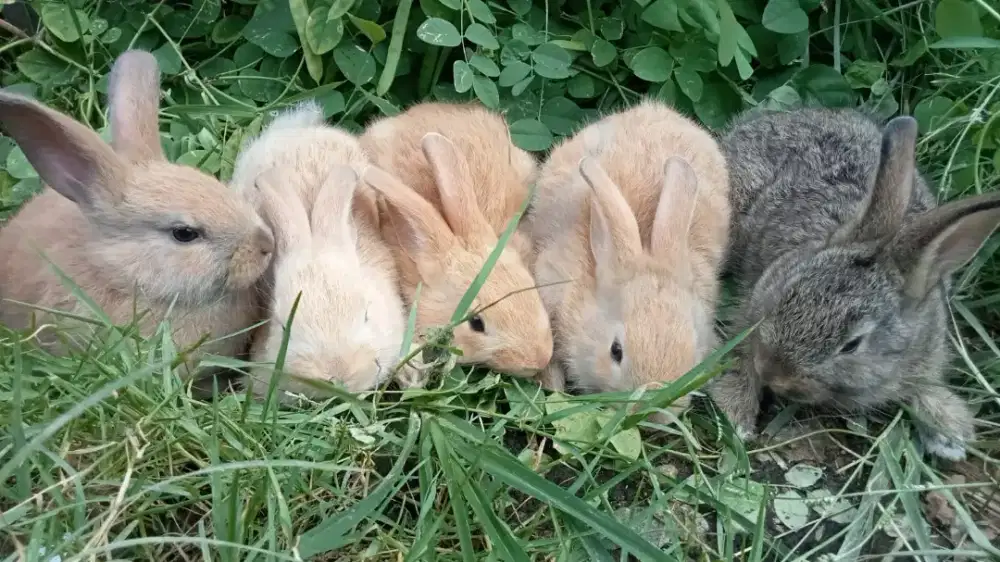 Anakan kelinci yang lucu