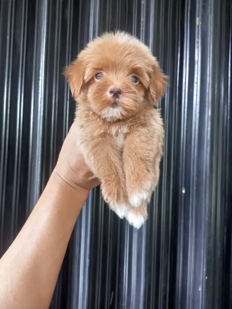Anakan Maltepoo Jantan imut