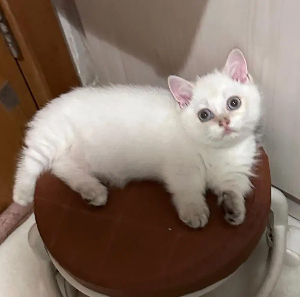 Kucing munchkin silver bsh jantan british shorthair