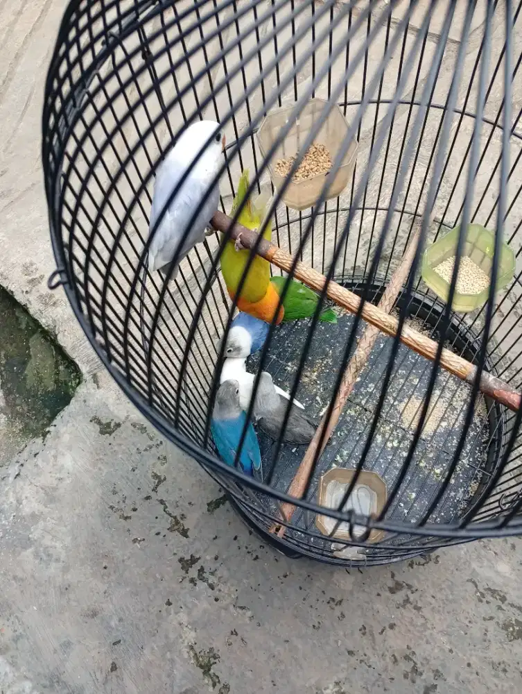 Lakbet lolohan induk 7ekor, 1burung 180