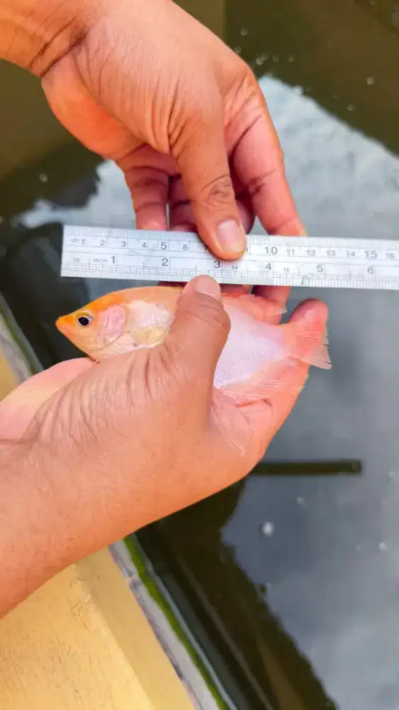 Gurame padang ukuran 5 inci