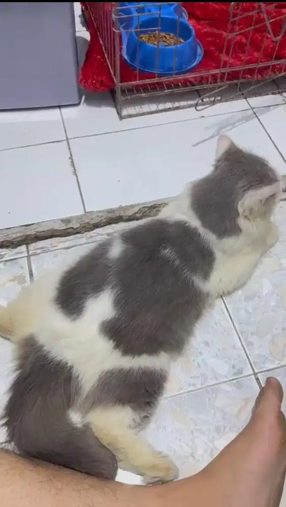 PERSIA MEDIUM JANTAN 7BLN