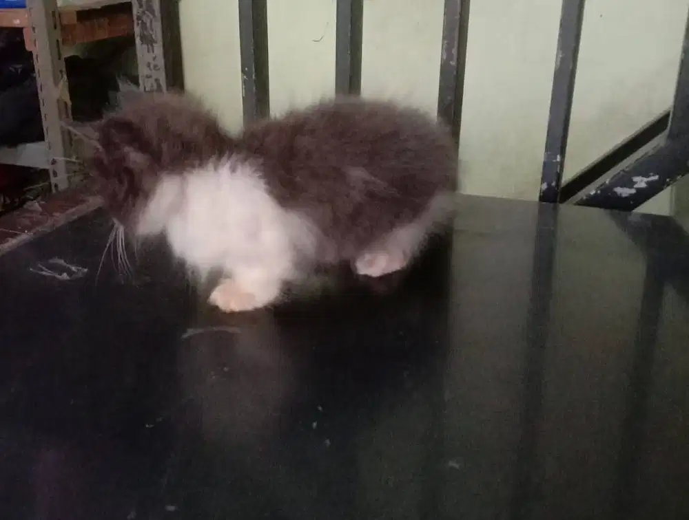 Kucing Kitten munchkin
