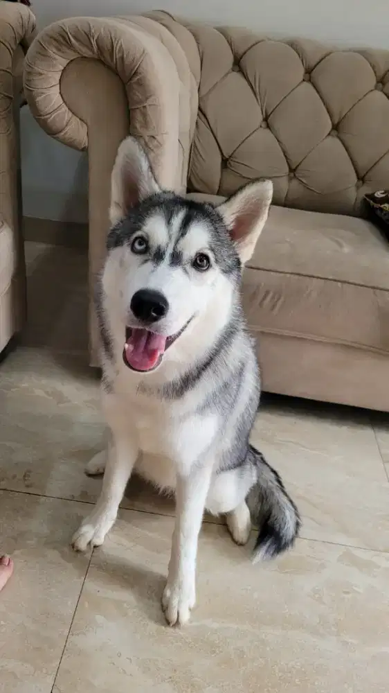 Yang suka sama anabul ku Husky Betina