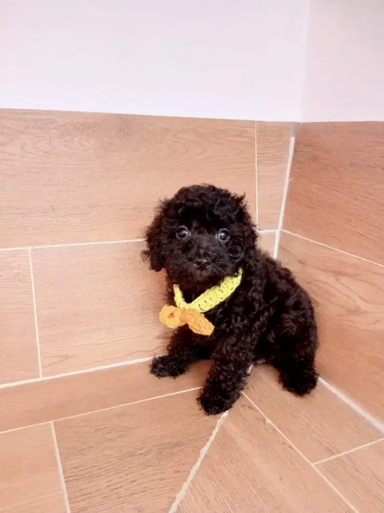 Open adopt Puppies poodle