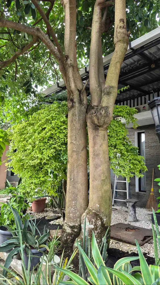 Jual cepat Pohon Pule