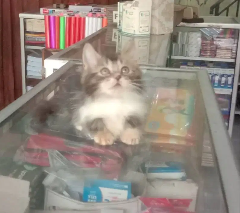 Kucing Kitten Munchkin