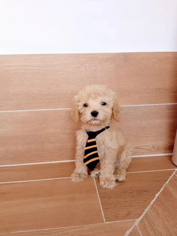 Open adopt Puppies poodle