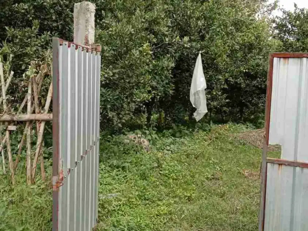 KEBUN JERUK AKTIF BERPRODUKTIVITAS TINGGI PETUNGSEWU DAU MALANG