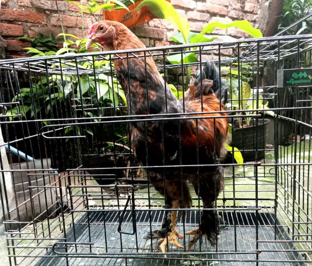 ayam brahma jantan