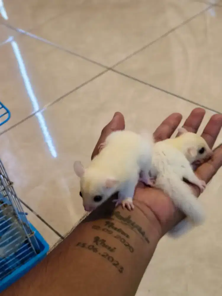 Sugar Glider Leucistic