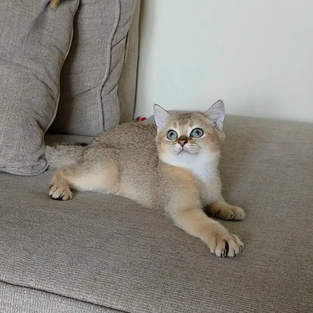 Kitten British Shorthair BSH Golden Jantan