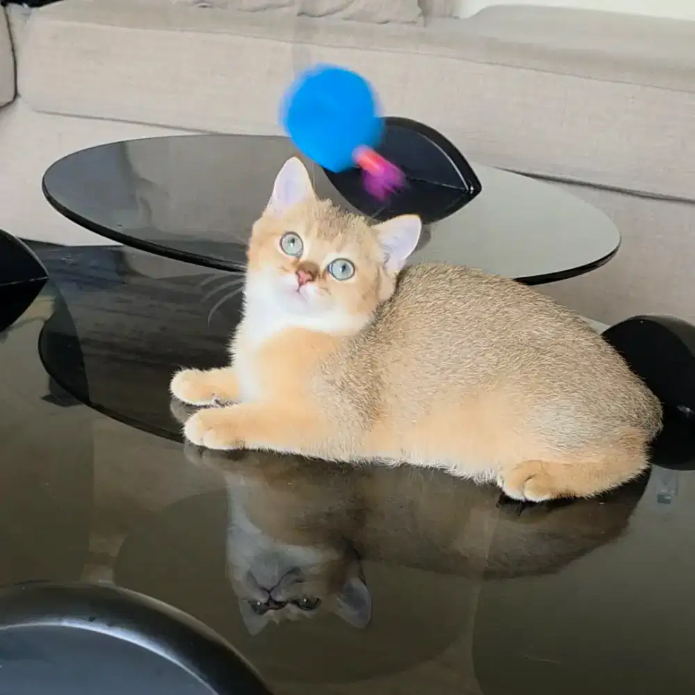 Kitten British Shorthair BSH Golden NY Jantan