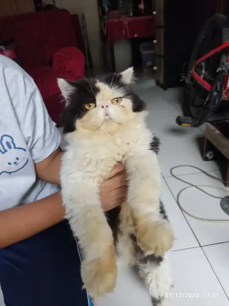 Kucing Peaknose persia pesek jantan dewasa lepas adopsi