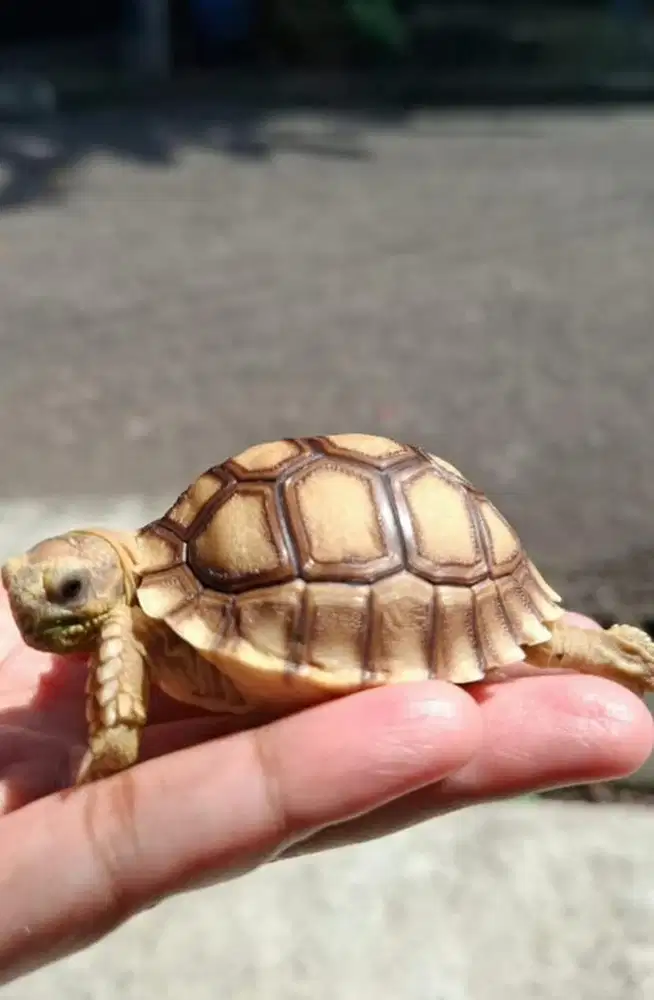 Sulcata lincah sehat makan rakus