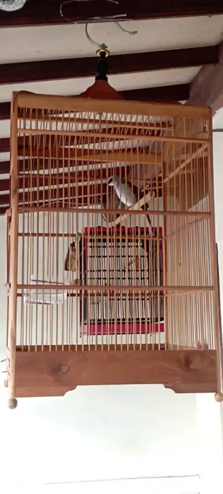 Kandang sangkar kacer cucak cungko