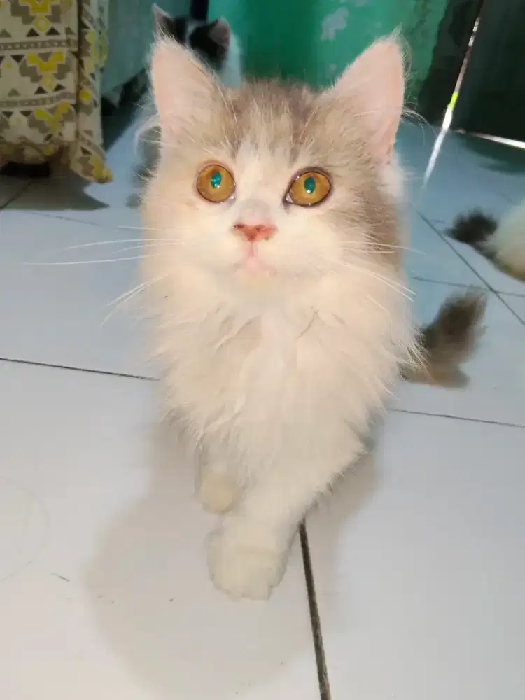 Open adopt kitten Persia